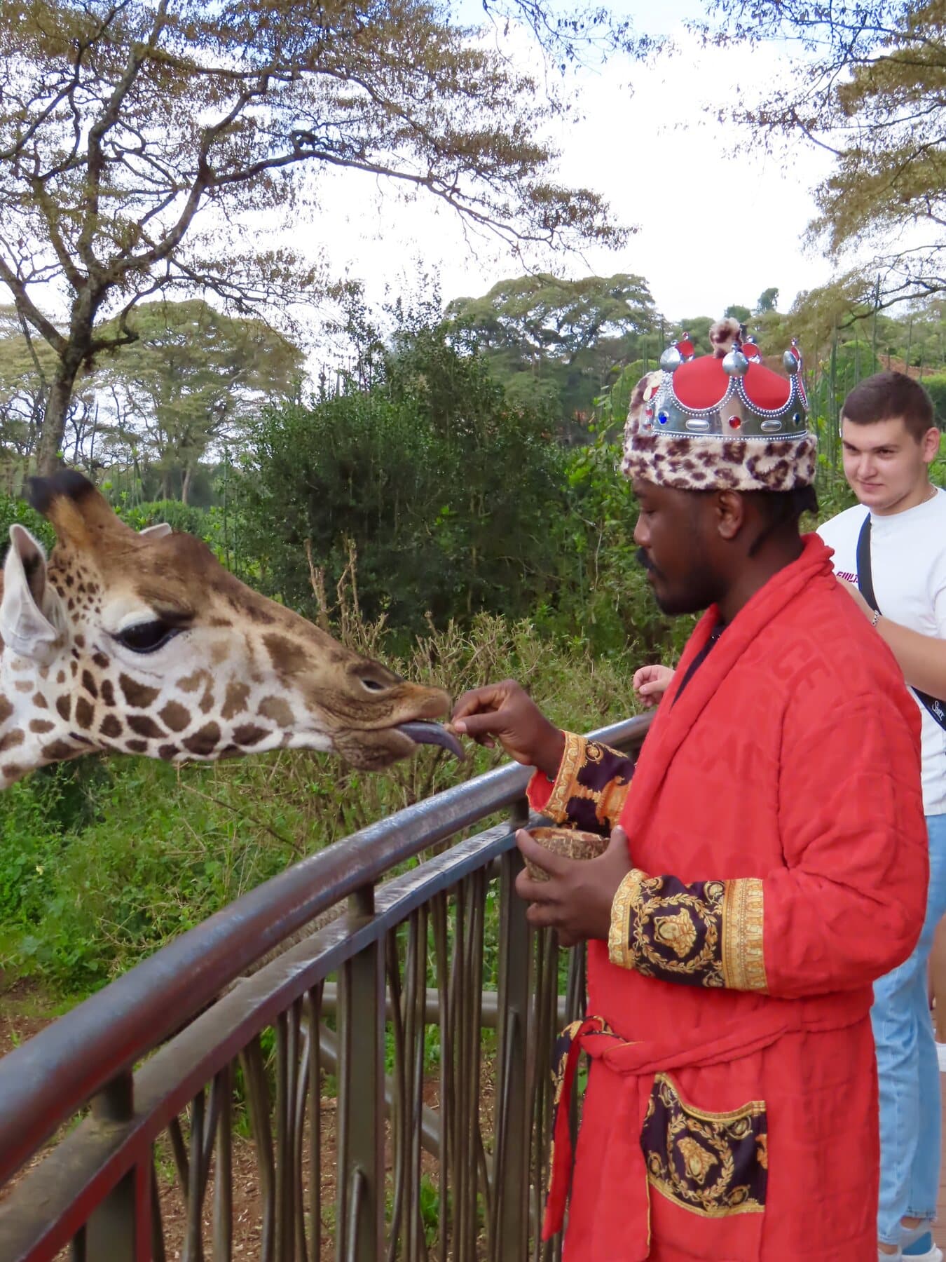 ABJKOREA in a red robe and crown feeding a giraffe at a forest sanctuary.